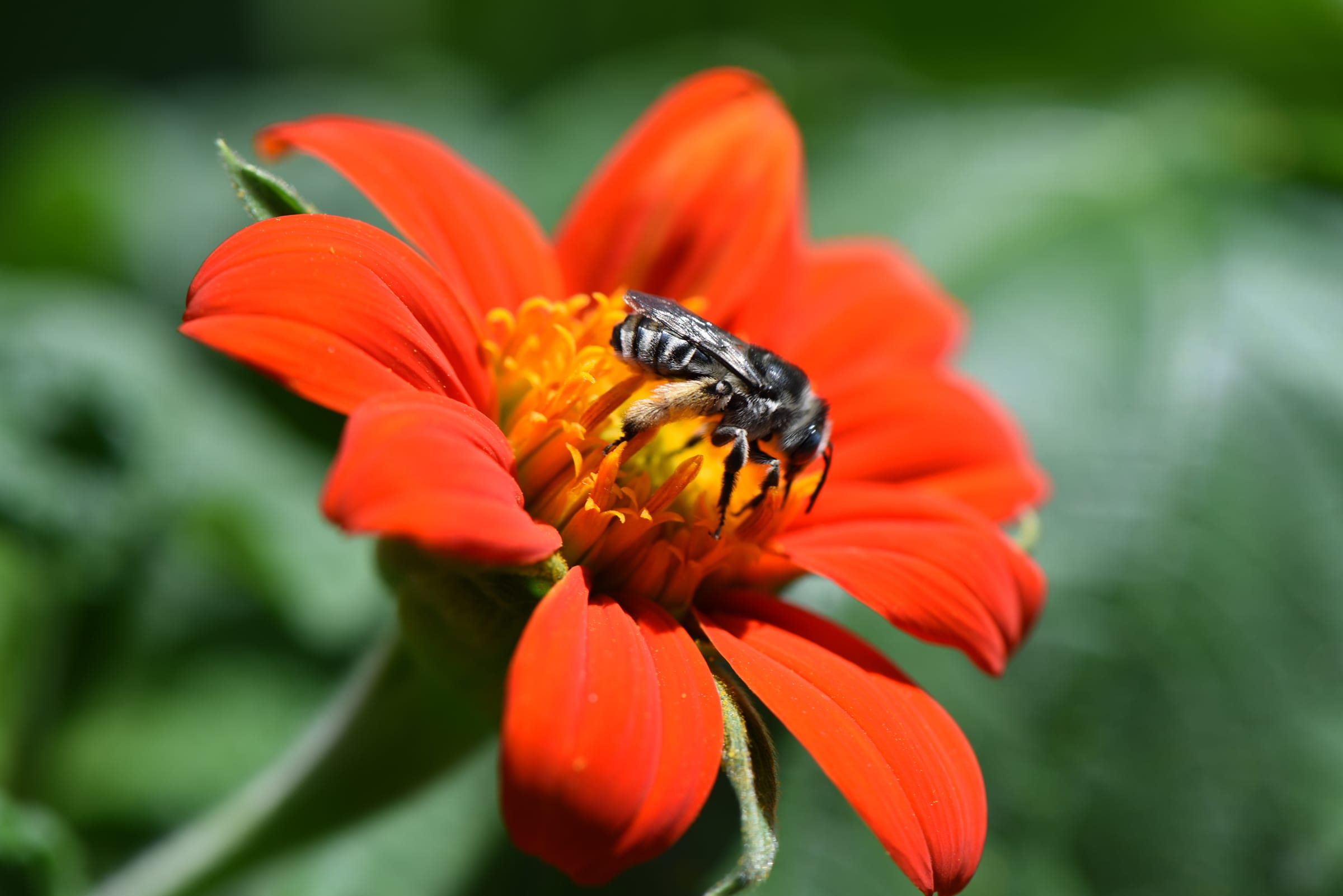 Mexican sunflower is easy to grow and a great plant to attract pollinators.