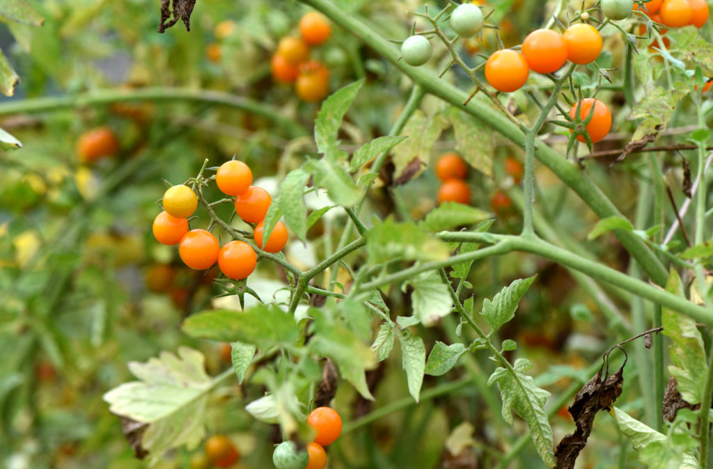 How to Harvest the First Tomatoes of the Season Pittsburgh Earth Day