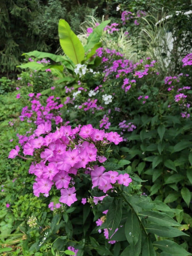 Small pinkish-purple flowers surrounded by leaves.