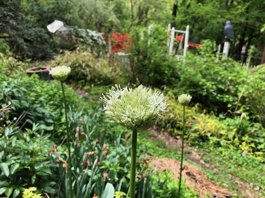 A lone flower in a garden surrounded by other plants.