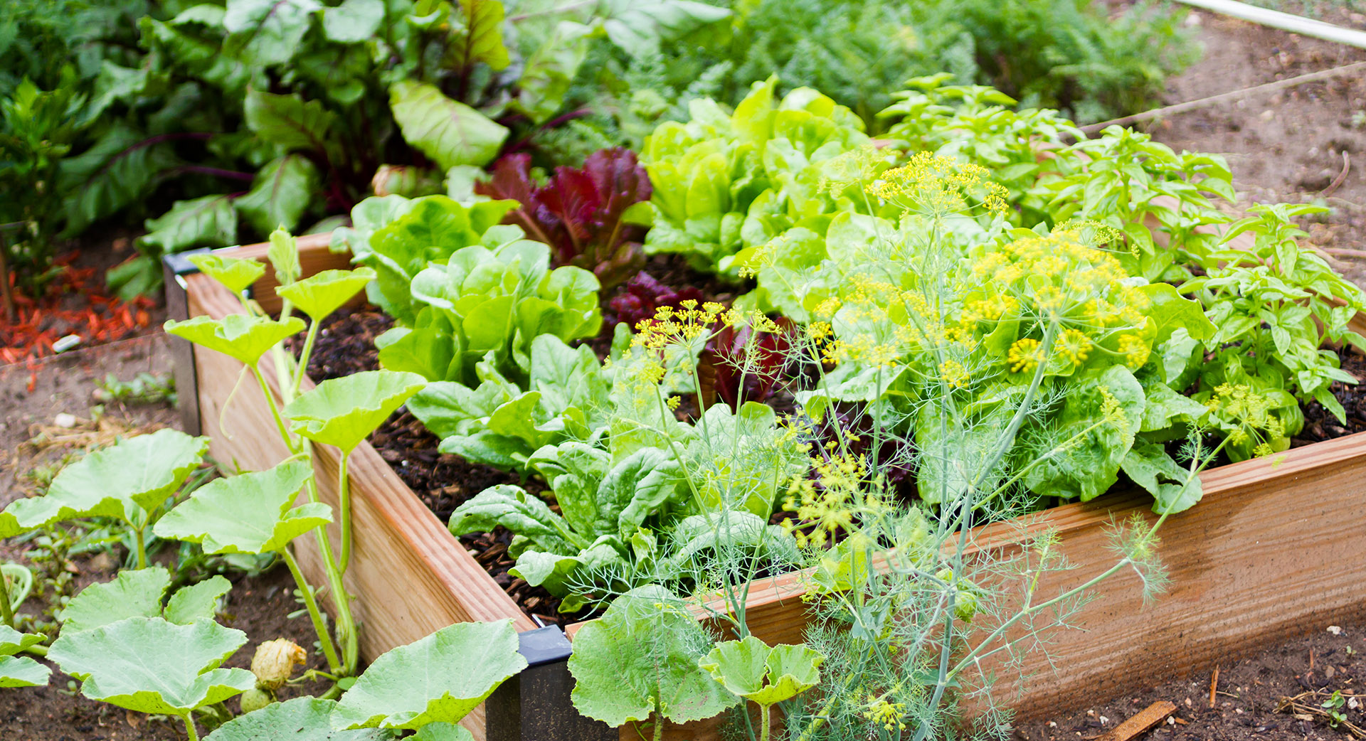 In a raised bed garden, there are green and red lettuce, plus other leafy vegetables growing in abundance.