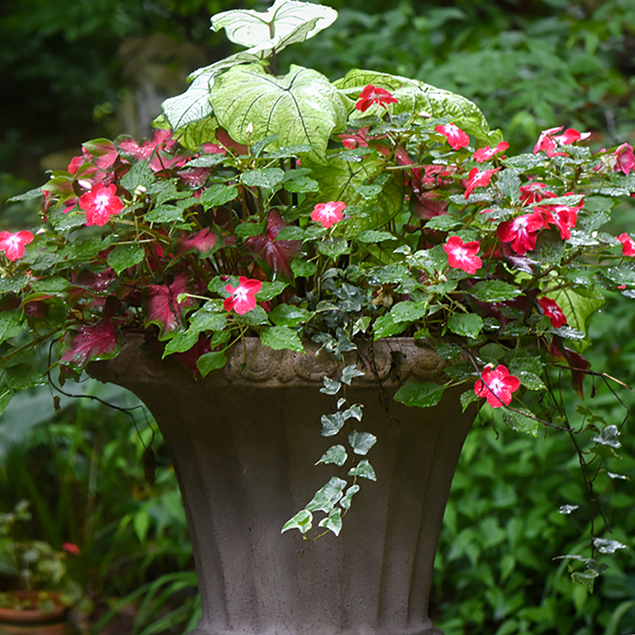 The 7 Do's and Don'ts of Garden Containers