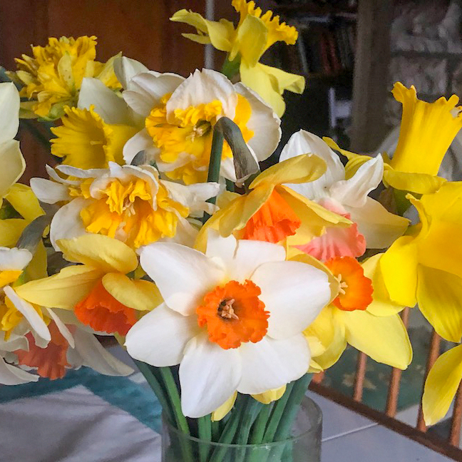 How to properly pick daffodils and other spring gardening tips Pittsburgh Earth Day