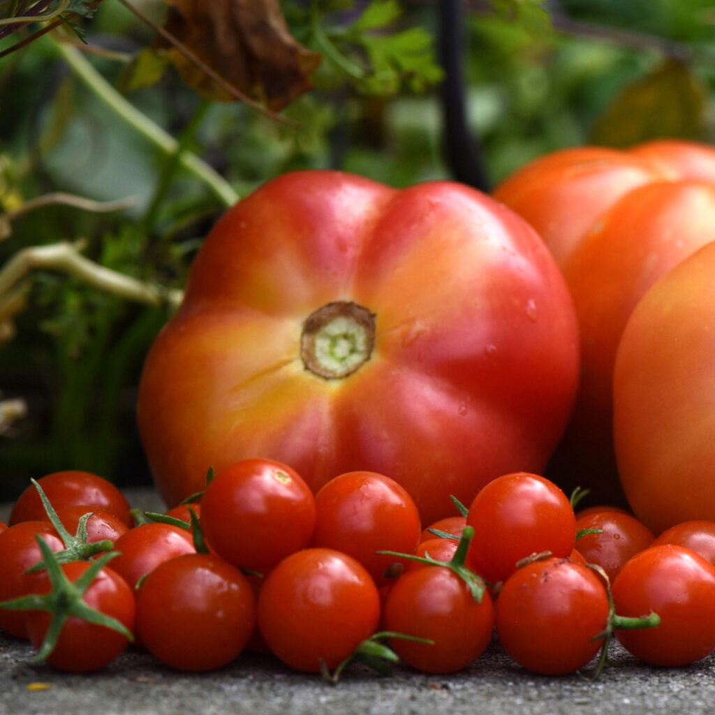 A 100-Year-Old Retired Plant Pathologist’s “Last Tomato”