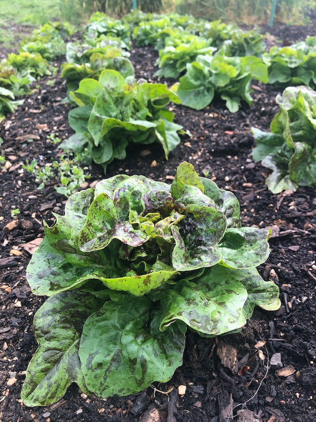 Planting lettuce seeds now will provide a fall harvest.