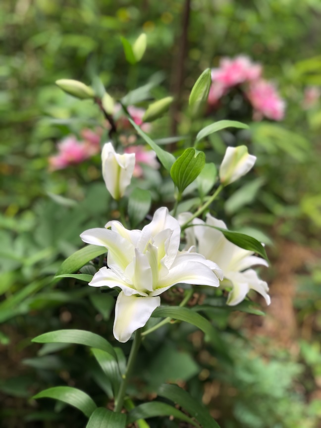 These lily blossoms have faded away like summer, but this is the time to plant more.