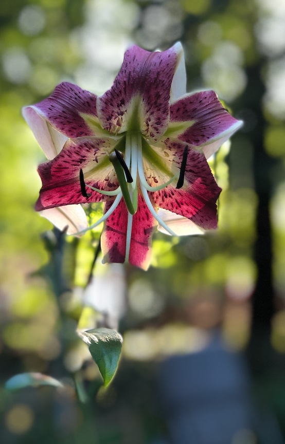 Love your lilies!