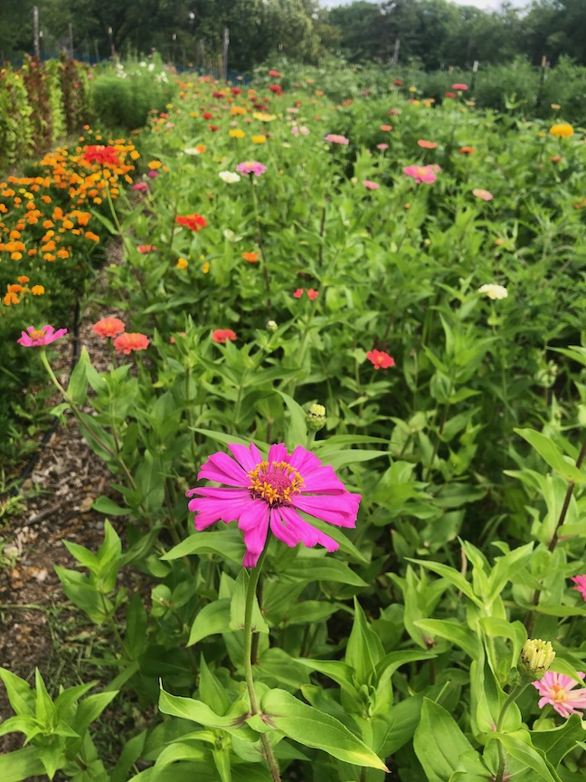Annual flowers like zinnias are in their peak at the end of summer.