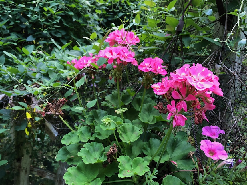 Geraniums are annual summer flowers that thrive in heat. Photos by Doug Oster