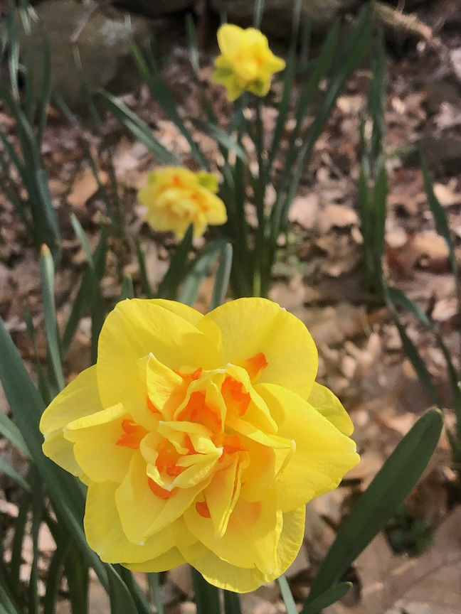 Planning now for a fall planting of daffodils will make things easier when the time is right to plant. This variety is ‘Tahiti.’