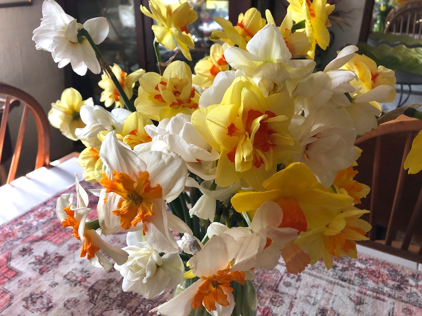 Daffodils come in many shapes and sizes.