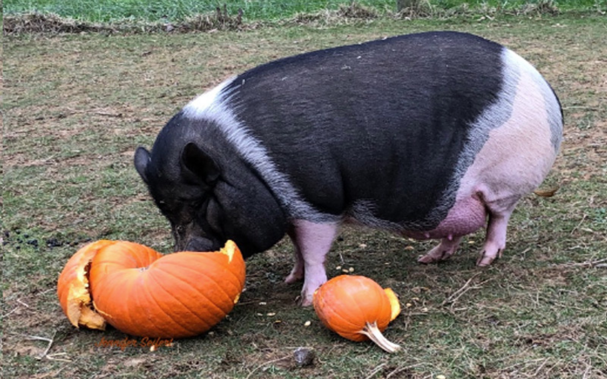 One of the original ‘Pumpkins for Pigs’ Donation Sites’ gentle hogs enjoying pumpkins. (Photo: PFP Foundation.)