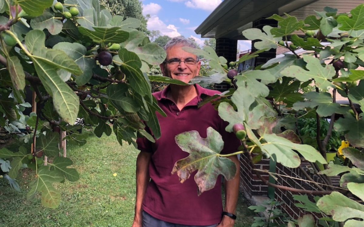 Alan Savinell stands between two of his fig trees.