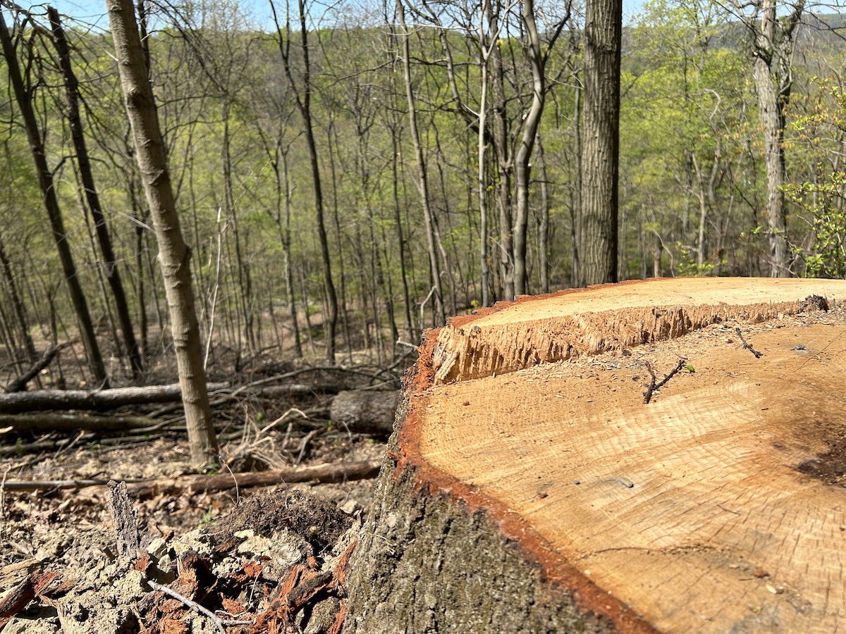 Harvested Tree