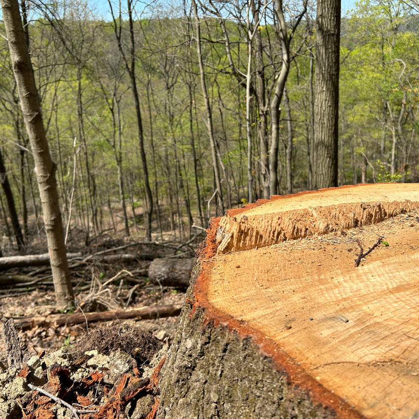 How DLC is Promoting a Healthier, More Resilient Forest