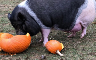 Pumpkins for Pigs Fall Trends