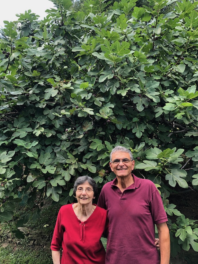 Louise and Alan Savinell stand in front of the giant fig tree which was grown by Alan’s grandfather. Photos by Doug Oster