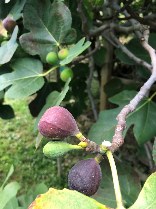 Some of the ripe figs on the huge tree.