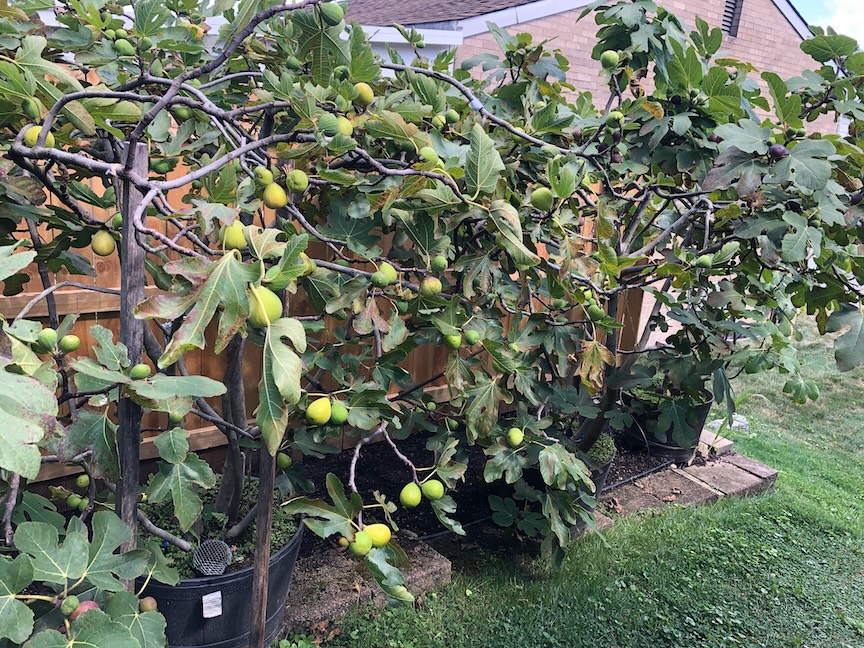 These are some of Alan’s container trees.