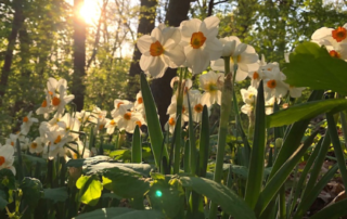 Plant Bulbs Doug Oster Thumbnail