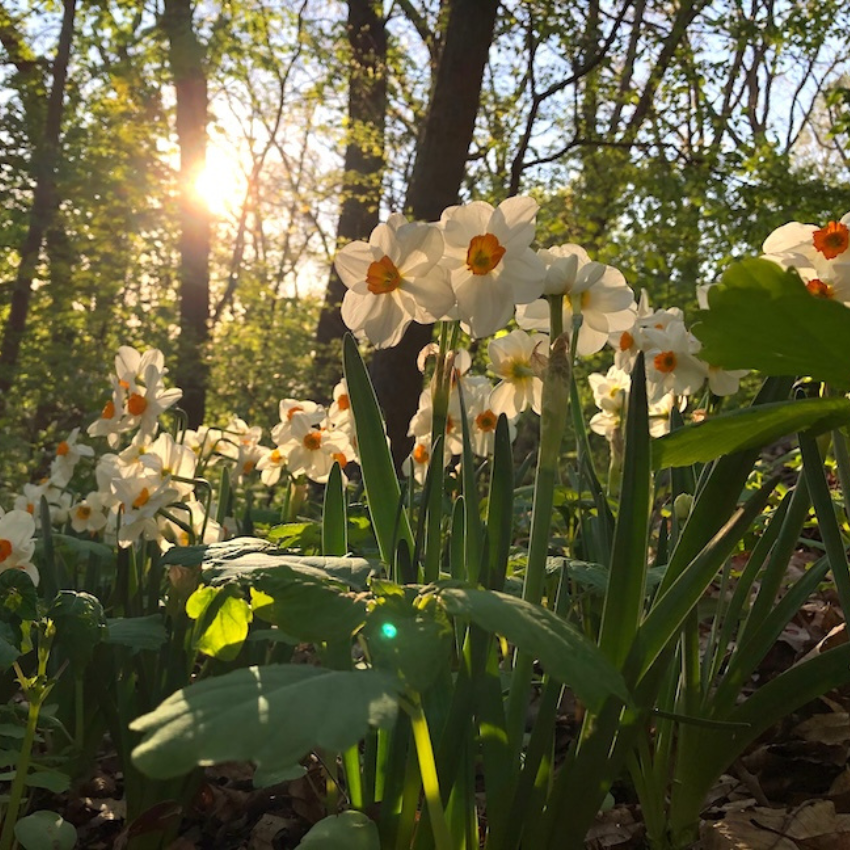 Plant Bulbs