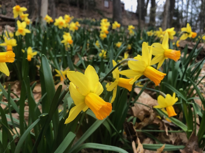 ‘Jetfire’ is one of the first daffodils to bloom, welcoming spring. Bulbs are planted now to bloom next spring.
