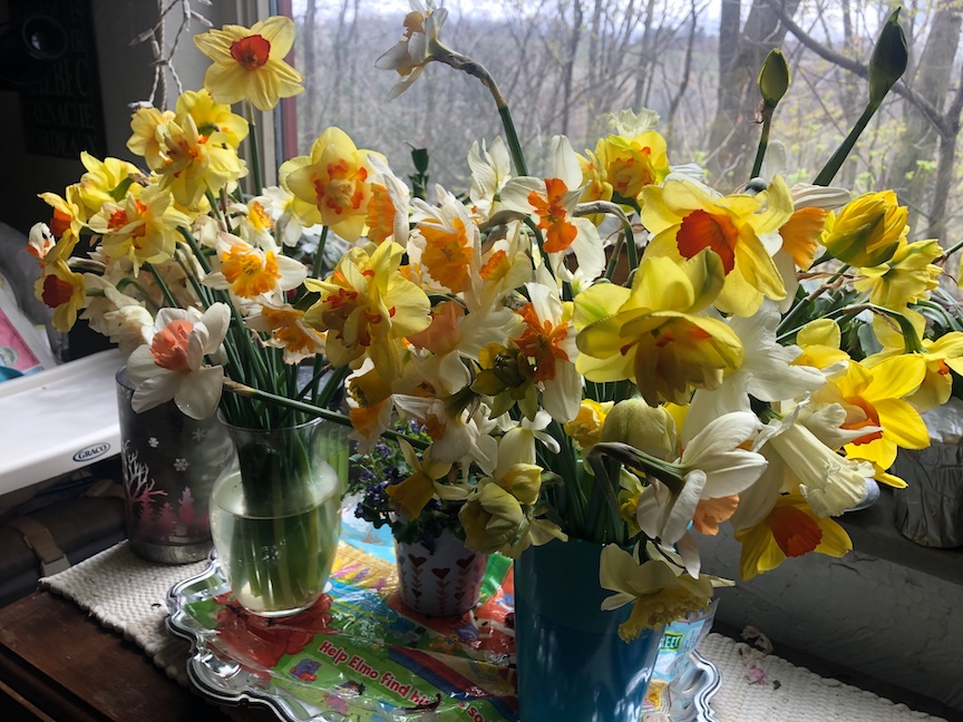 There many different types of daffodils.