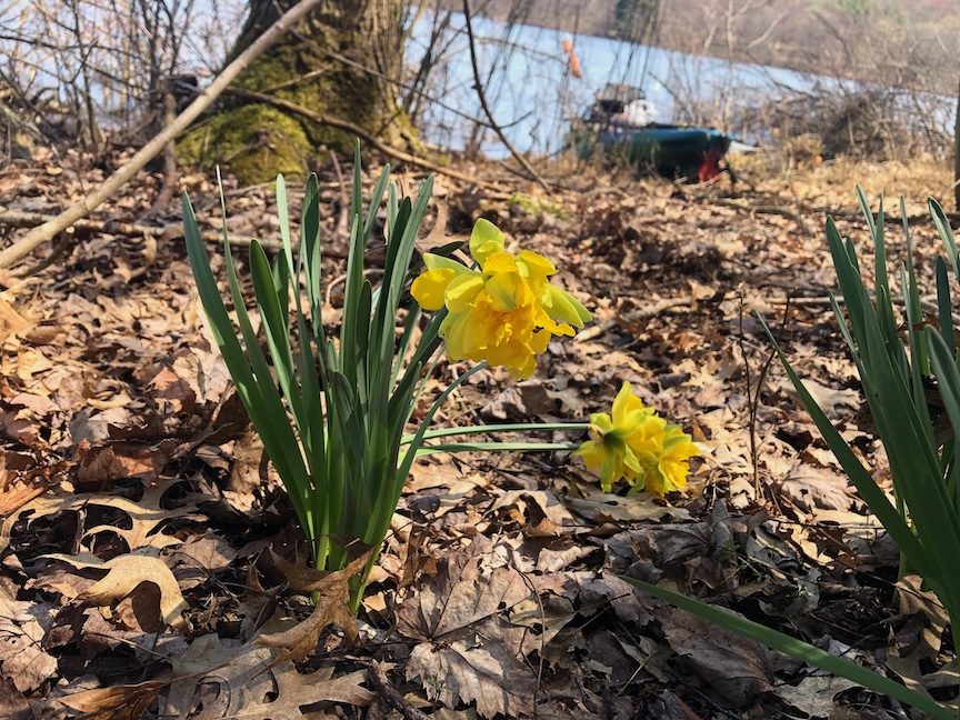 These ‘Van Sion’ daffodils are blooming in front of a farm which was abandoned decades ago on Lake Arthur. Daffodils are a sort of legacy plant, blooming for years.