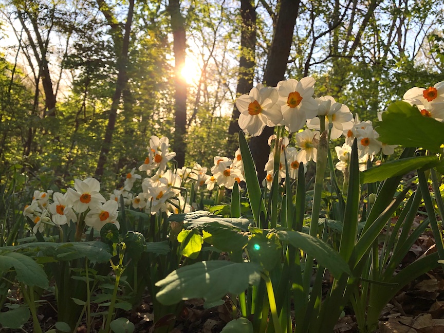Daffodils announce the arrival of spring.