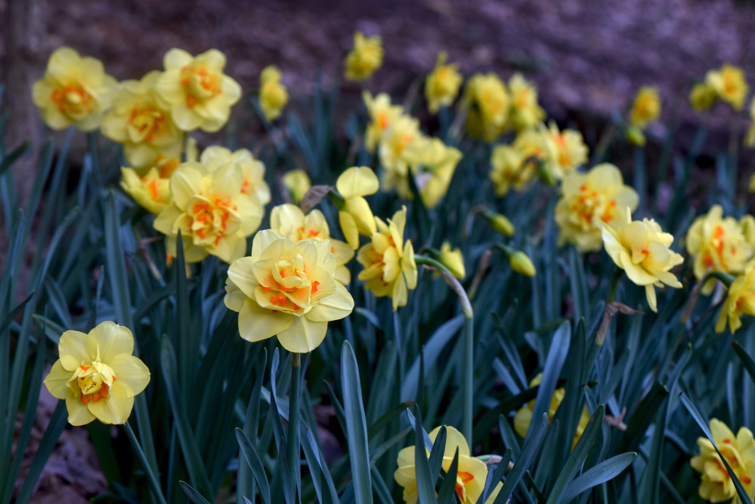 ‘Tahiti’ is a great variety from division four.