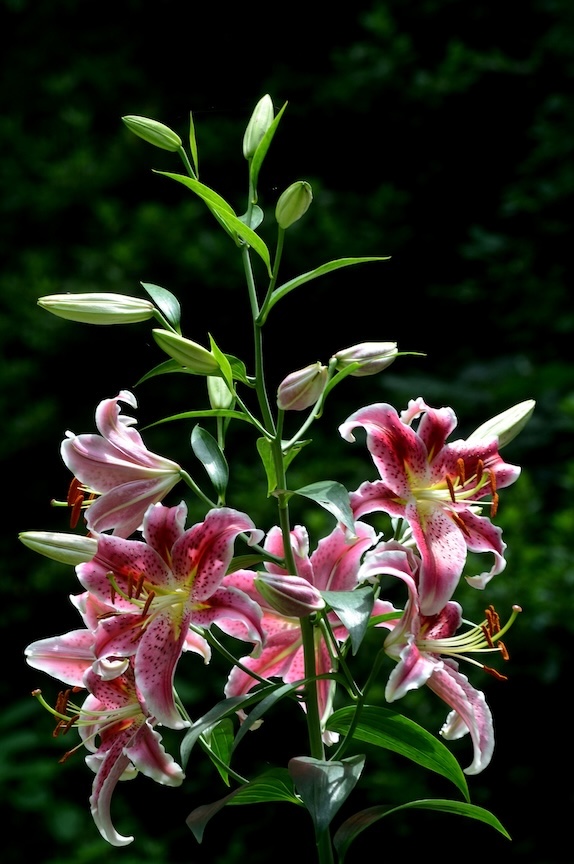 ‘Stargazer’ is one of the most popular lilies.