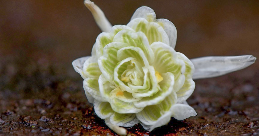 Snowdrop ‘Flore Pleno’ is a pretty double flowering variety. Which is one of the first flowers to bloom in spring.