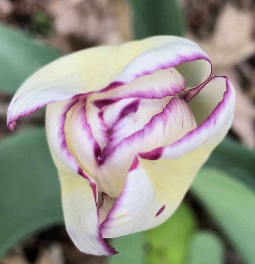 Tulips are one of the plants that deer love. ‘Shirley’ is a beautiful flower.