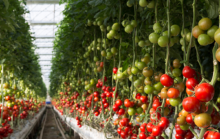 Vertical Gardening Sustainable Tech