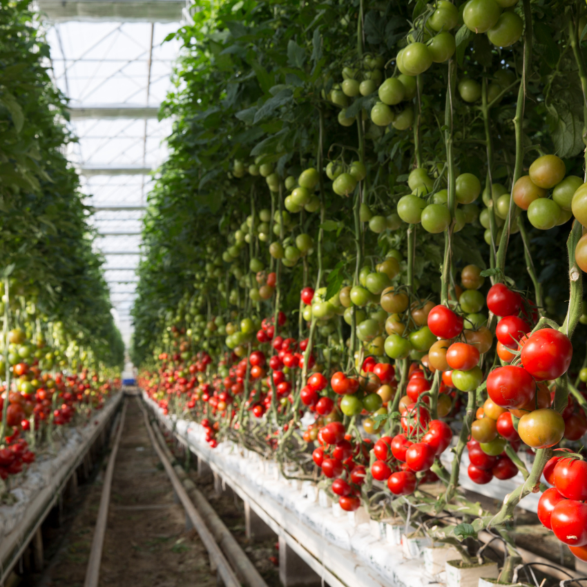 Sustainable Technology