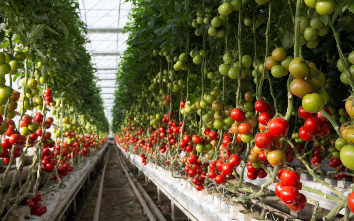 Vertical Gardening Sustainable Tech