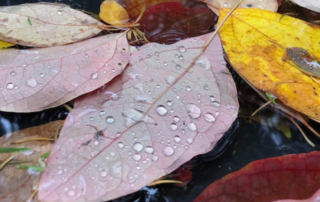 Fall Leaves Doug Oster Green Voice Pittsburgh Earth Day sq