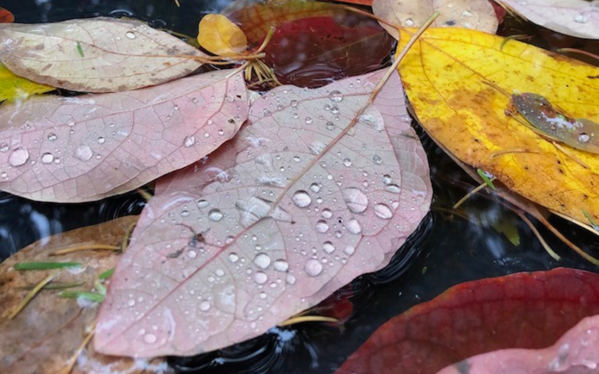Don’t send fall leaves to a landfill, they are a valuable garden resource. Photos by Doug Oster