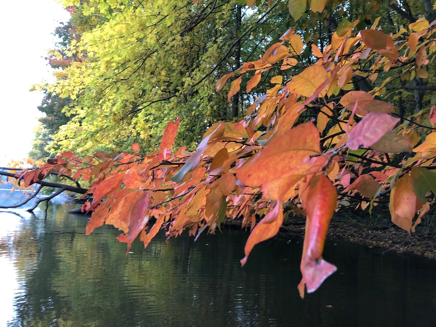 Fall leaves can be make a great mulch or be added to the compost pile.