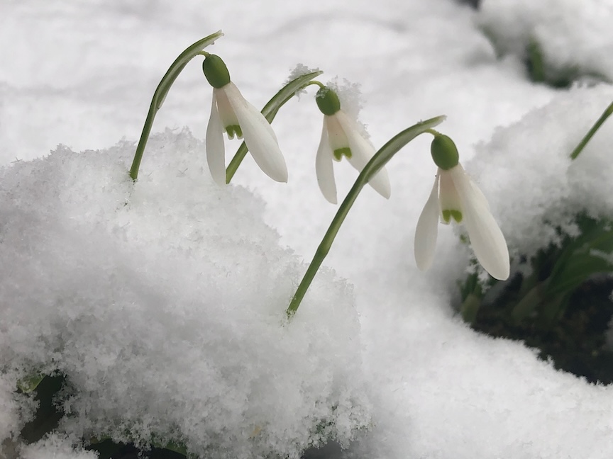 Snowdrops are one of the first flowers to bloom and are planted now.