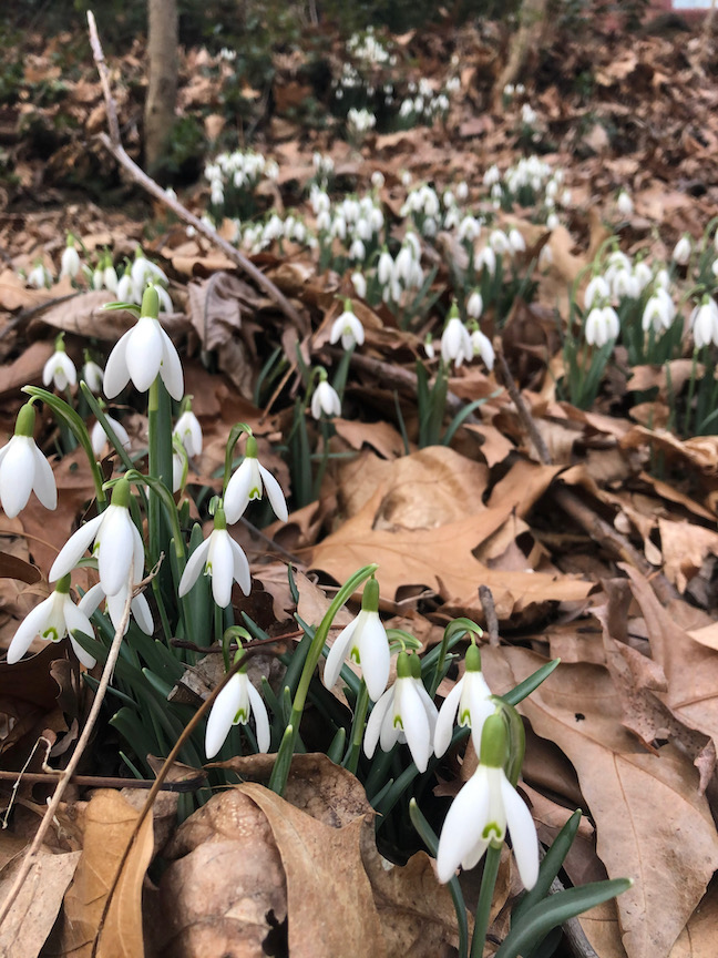 Snowdrops are planted now as bulbs and will form a beautiful colony after a few years.