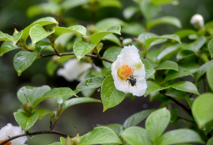 Stewartia is a tree that checks many boxes, with nice shape, pretty flowers, good fall color and a mottled bark for winter interest.