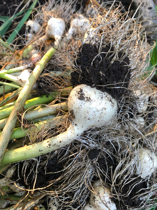 Plant garlic now for a July harvest.