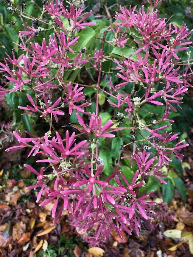 Hepticodium is a shrub/tree with pretty flowers late in the season.