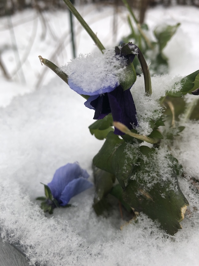 Pansies love cold weather and provide color during the winter.