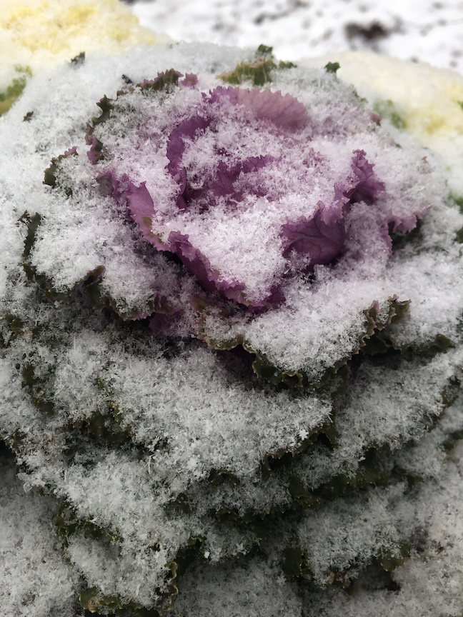 Flowering kale is a plant that can last through most of the winter.