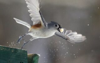 A tufted titmouse flies away from the birdfeeder with a suet ball.