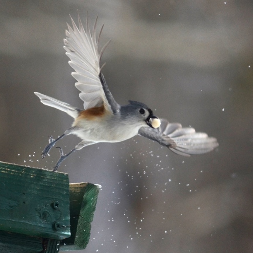 Winter Ideas for Gardeners