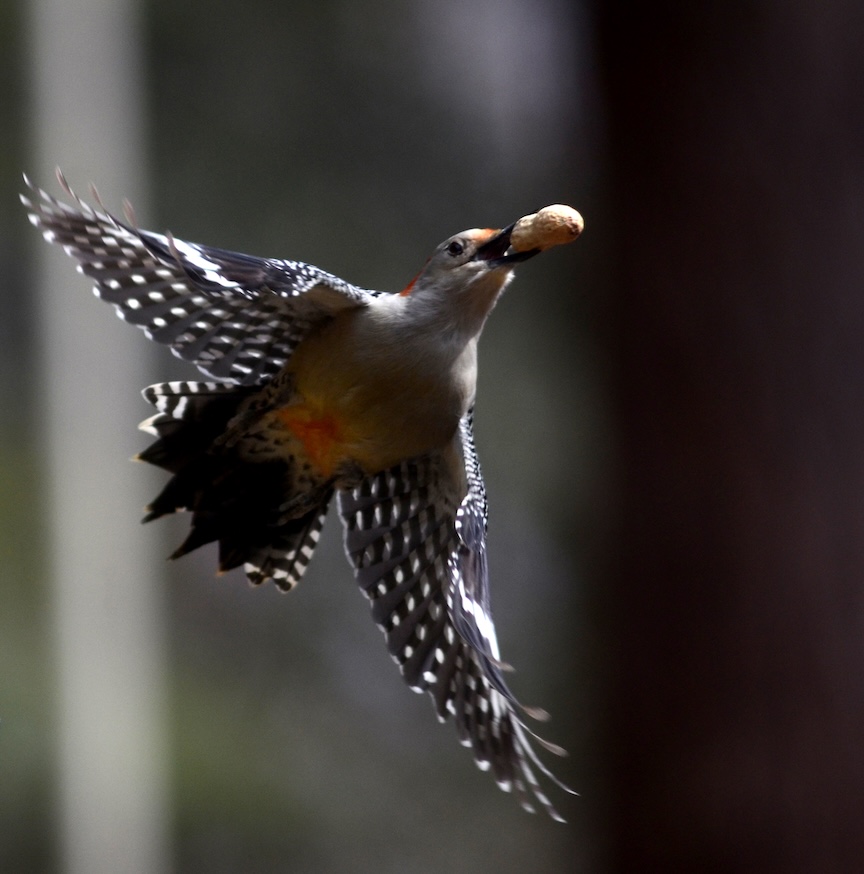 A red bellied woodpecker gets a peanut from the birdfeeder.