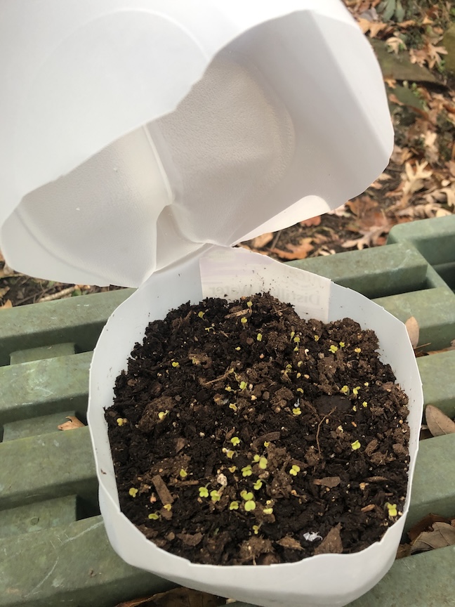 Winter sowing is an easy way to start seeds.